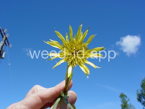 salsify, western